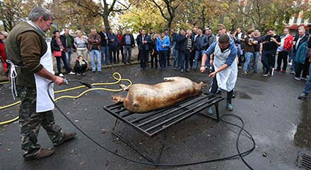 2018. 1. nap - Disznóvágás bemutató